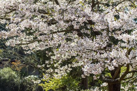 Alishan Cherry Blossoms, Chiayi, Taiwan Stock Photo - Image of bloom ...