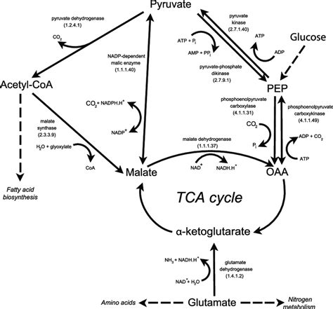 Glutamate Metabolism Pathway