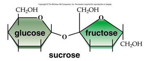 White Sugar vs. Fruit Sugar: There's a Big Difference – Diabetes Daily