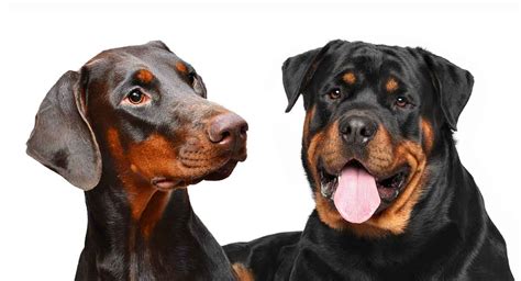 Doberman And Rottweiler Difference