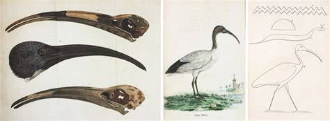 The Sacred Sacred Ibis - American Ornithological Society