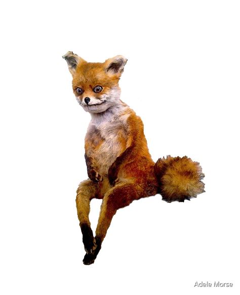 Taxidermy Fox Meme - Captions Beautiful