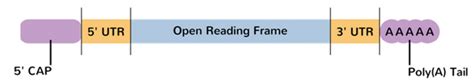 Mrna Structure