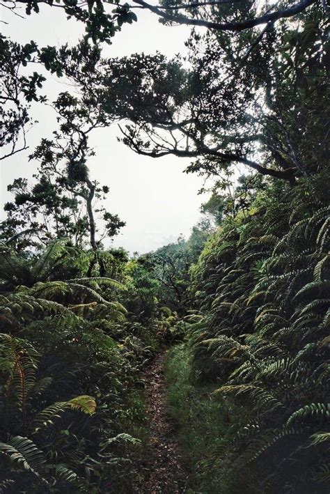 Trail to the Blue Mountain Peak, Blue mountains, Jamaica [OC] - hiking ...