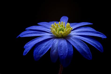 Wallpaper Balkan Anemone blanda flower Closeup Blue Black