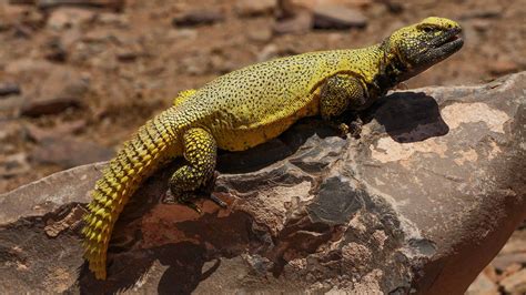 Uromastyx (Spiny-Tailed Lizard) - A-Z Animals