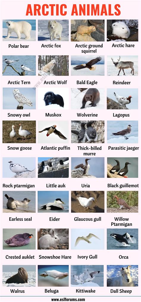 66 Arctic Animals: Names of Animals that Live in the Arctic with ESL ...