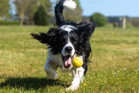 Why Do Dogs Like Playing Fetch