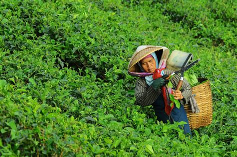 Gambar : wanita, bidang, tanah pertanian, halaman rumput, teh, daun ...