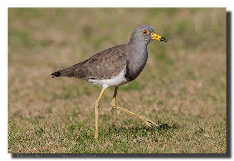 Grey-headed Lapwing | BIRDS in BACKYARDS