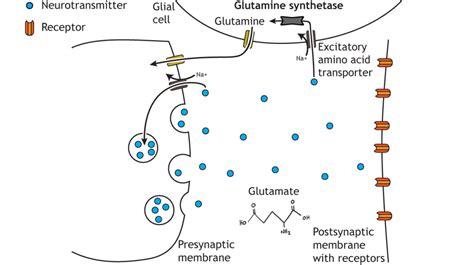 Neurotransmitter Clearance – Foundations of Neuroscience