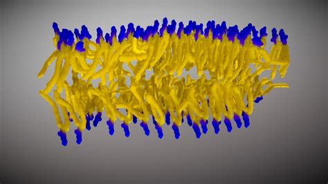 A lipid bilayer as it occurs in cell membranes - 3D model by ...