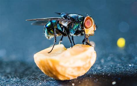 Blow Fly Identification And Control Guide