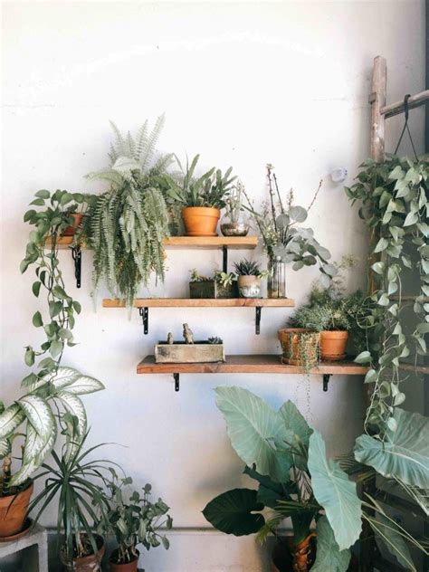 Plant Wall Shelves | 5 Creative Ways to set up a Plant Shelfie - My ...