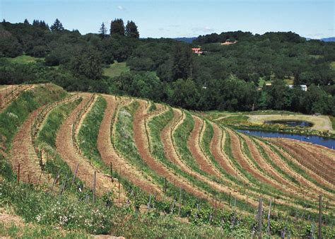 How Do Terracing And Planting Windbreaks Help Reduce Soil Erosion – SC ...