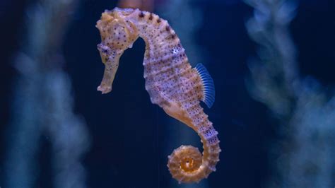 Seahorse Colorful