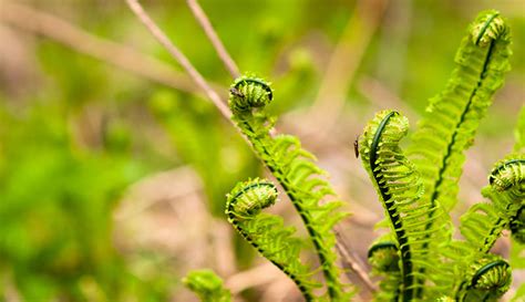 Grow Fiddlehead Ferns for Market – Hobby Farms