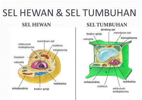 8 Perbedaan Sel Hewan dan Sel Tumbuhan - UtakAtikOtak.com