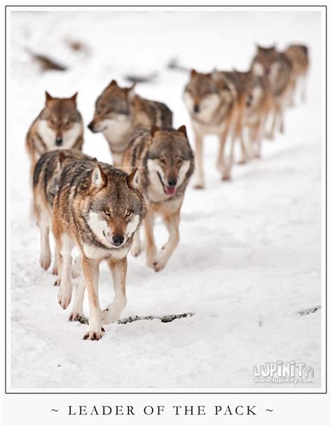 Leader of the Pack by Lupinicious on DeviantArt