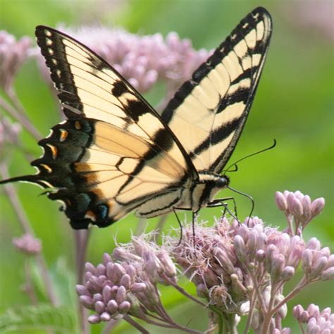 50 best ideas for coloring | Swallowtail Butterfly Host Plants