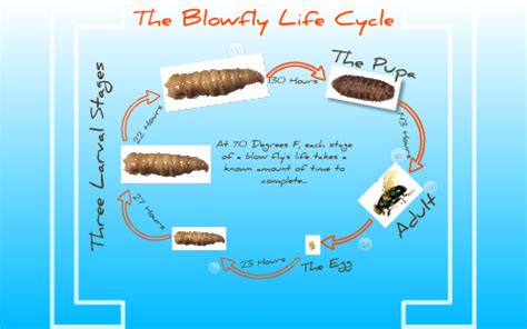 Life Cycle Of Blow Fly