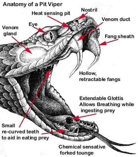 Side View Snake Mouth Open Drawing - Drawing Word Searches