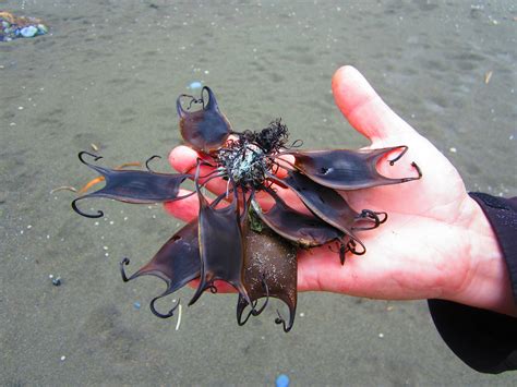 Some Shark eggs. Sharks display three ways to bear their young, varying ...