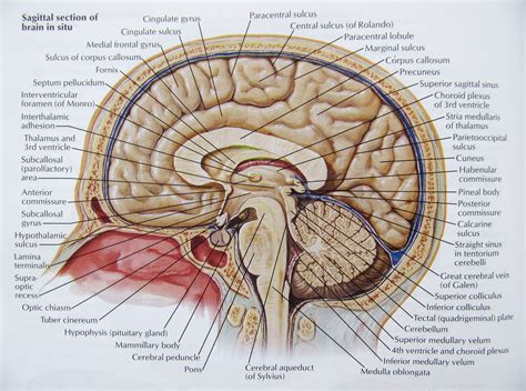 Brain Wallpaper Anatomy 20 000 vectors stock photos psd files