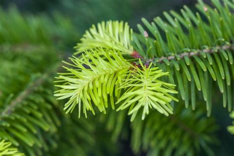 Closeup of Pine Tree Leaves with Details Stock Photo - Image of light ...