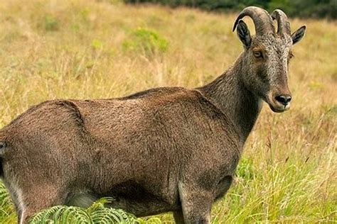 The Nilgiri Tahr is an endangered mountain goat species found in Kerala ...