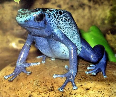 File:Blue poison dart frog arp.jpg