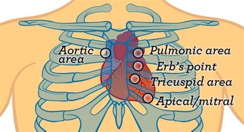 Pin on Adult Physical assessment