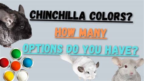 Do Chinchillas See In Color