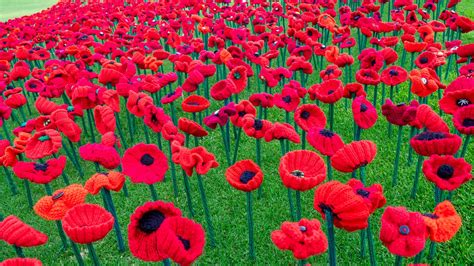 Types of remembrance poppy - virtparking