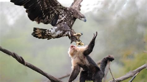 "Dramatic Rescue: Baby Monkey Attacked by Eagle Saved by Heroic Monkeys"