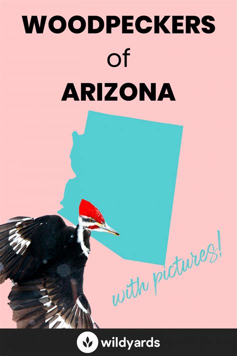 All 15 Awesome Woodpeckers in Arizona [With Pictures & Maps]