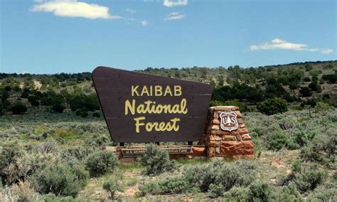 Kaibab National Forest in Arizona - AllTrips