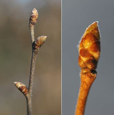 Ostrya virginiana | Landscape Plants | Oregon State University