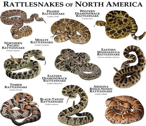 Rattlesnakes of North America | Poisonous snakes, Freshwater turtles ...