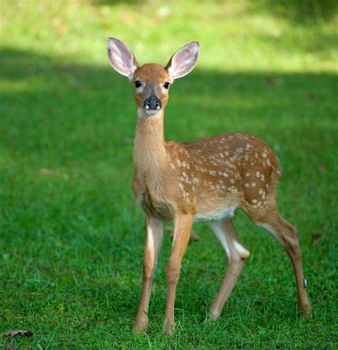 Baby Deer: A Guide to Fawn (Baby Deer) Information and Photos