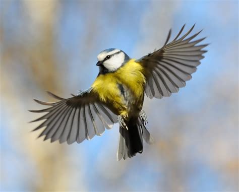 What is the evolutionary origin of birds’ wings? - Earth.com