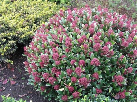 skimmia - Google Search Evergreen Landscape, Evergreen Garden ...