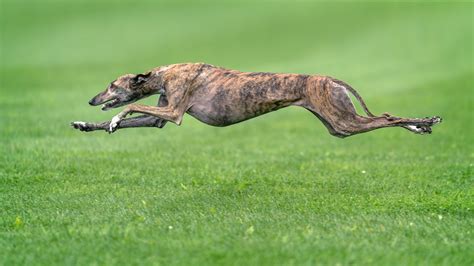 Greyhound Dog Breed History, Characteristics & Basic Facts