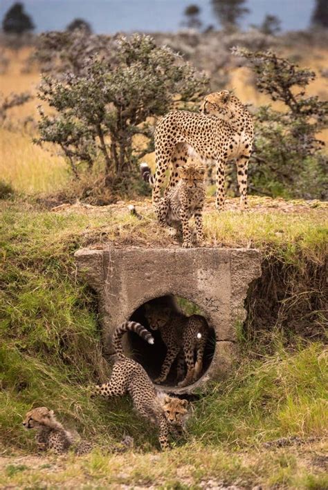 Cheetah and Four Cubs Eating Gazelle Carcase Stock Photo - Image of ...