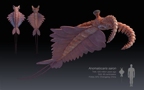 Rainer H - Anomalocaris