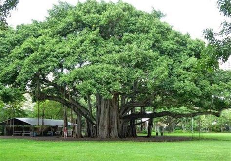 Peepal Tree. People believe that Lord Vishnu and… | by Vinay Grover ...