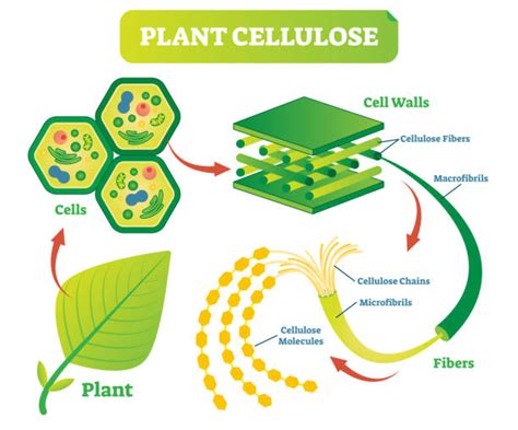 Plant Cellulose Illustrations, Royalty-Free Vector Graphics & Clip Art ...