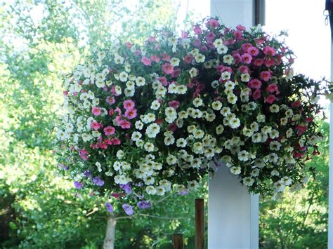 How To Care For Calibrachoa (Million Bells) Hanging Baskets