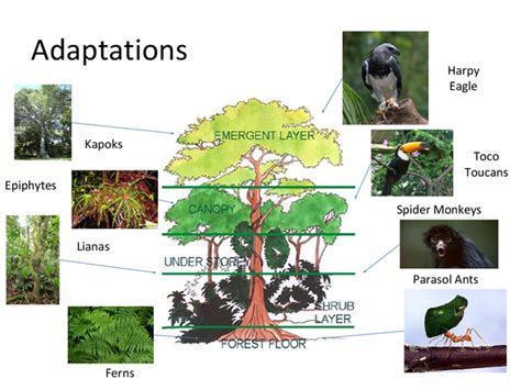 Adaptations to the Tropical Rainforest - Presentation in GCSE Geography