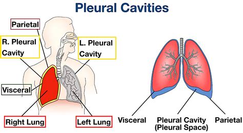 Body Cavities Labeled: Organs, Membranes, Definitions, Diagram, and ...